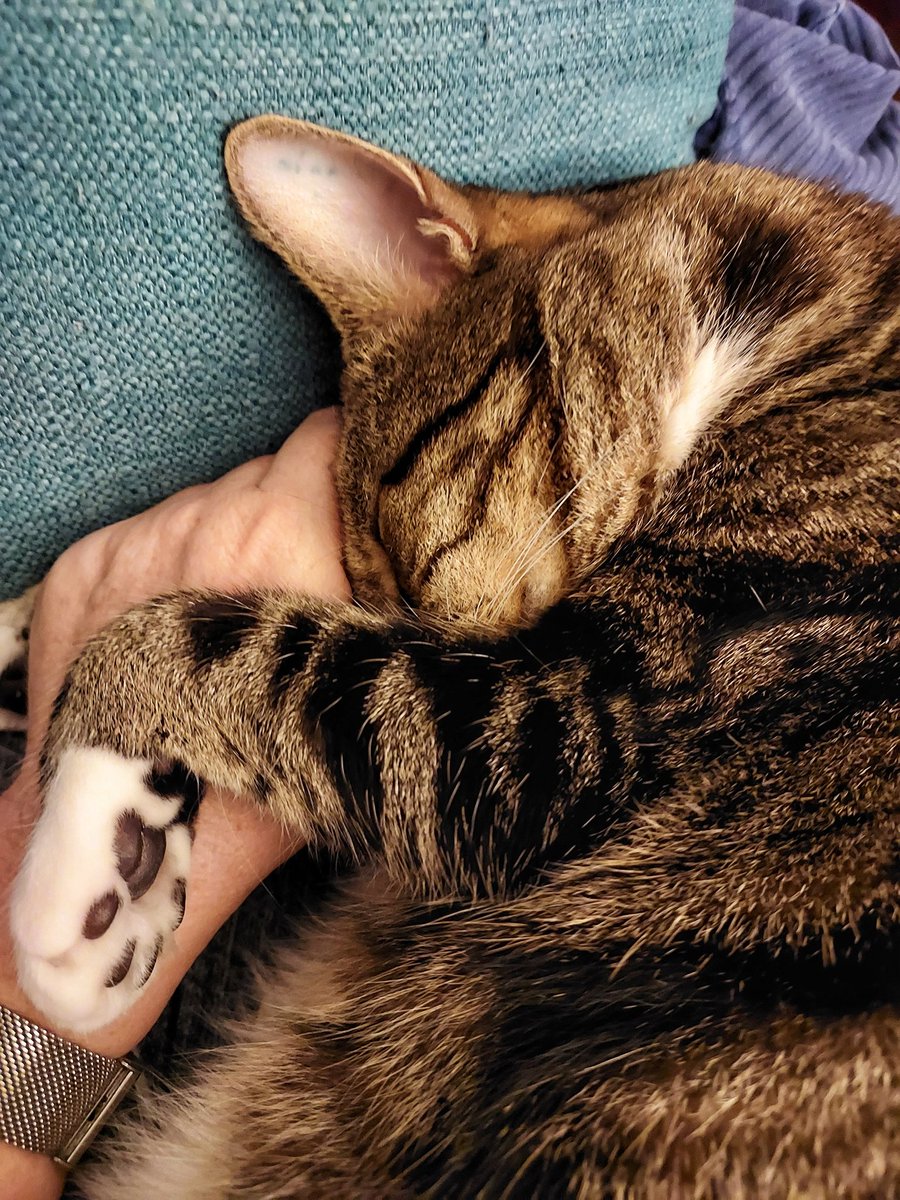 julesItalia's tweet photo. Cool sat night snuggles with my boy tonight..#Clarence #loungetime https://t.co/LU3Xk8Qly0