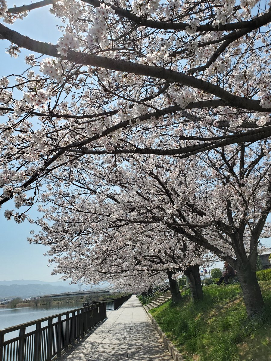 桜、綺麗です✨
