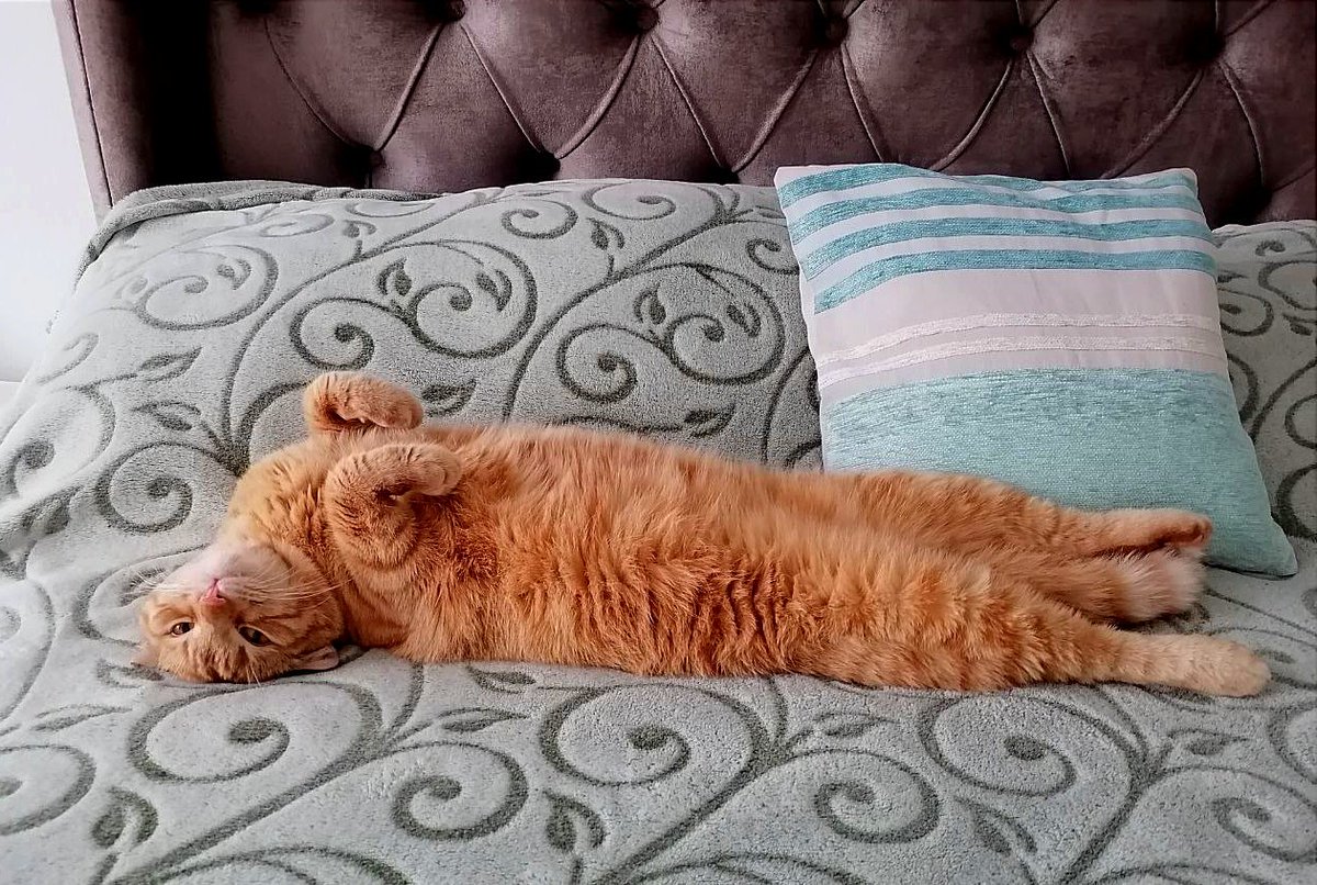 HamsteriaArt's tweet photo. My cat is like the mood of the day😅
#cat #goodmorning #moodday https://t.co/GXA5nI4vSo