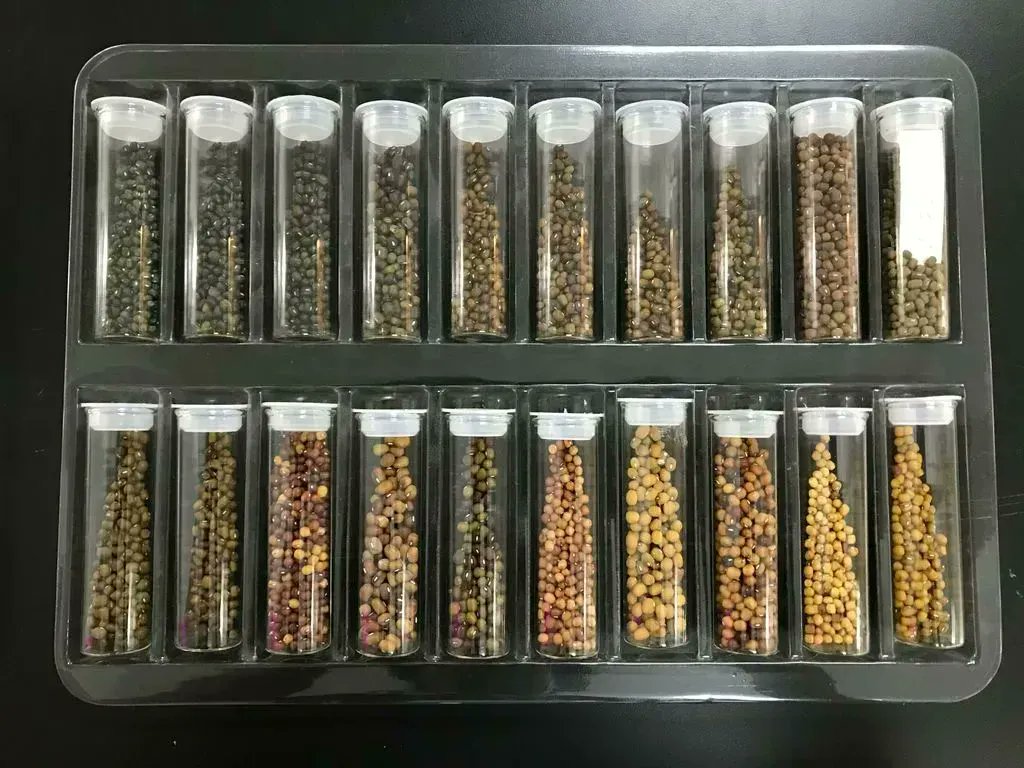 CropTrust's tweet photo. One crucial difference between #genebanks and other banks is that genebank deposits are alive. 

Have you ever wondered what a genebank does? 

Read more to find out! ⬇️⬇️
 https://t.co/c4aSxzjZIY https://t.co/UJSVHdbdFc