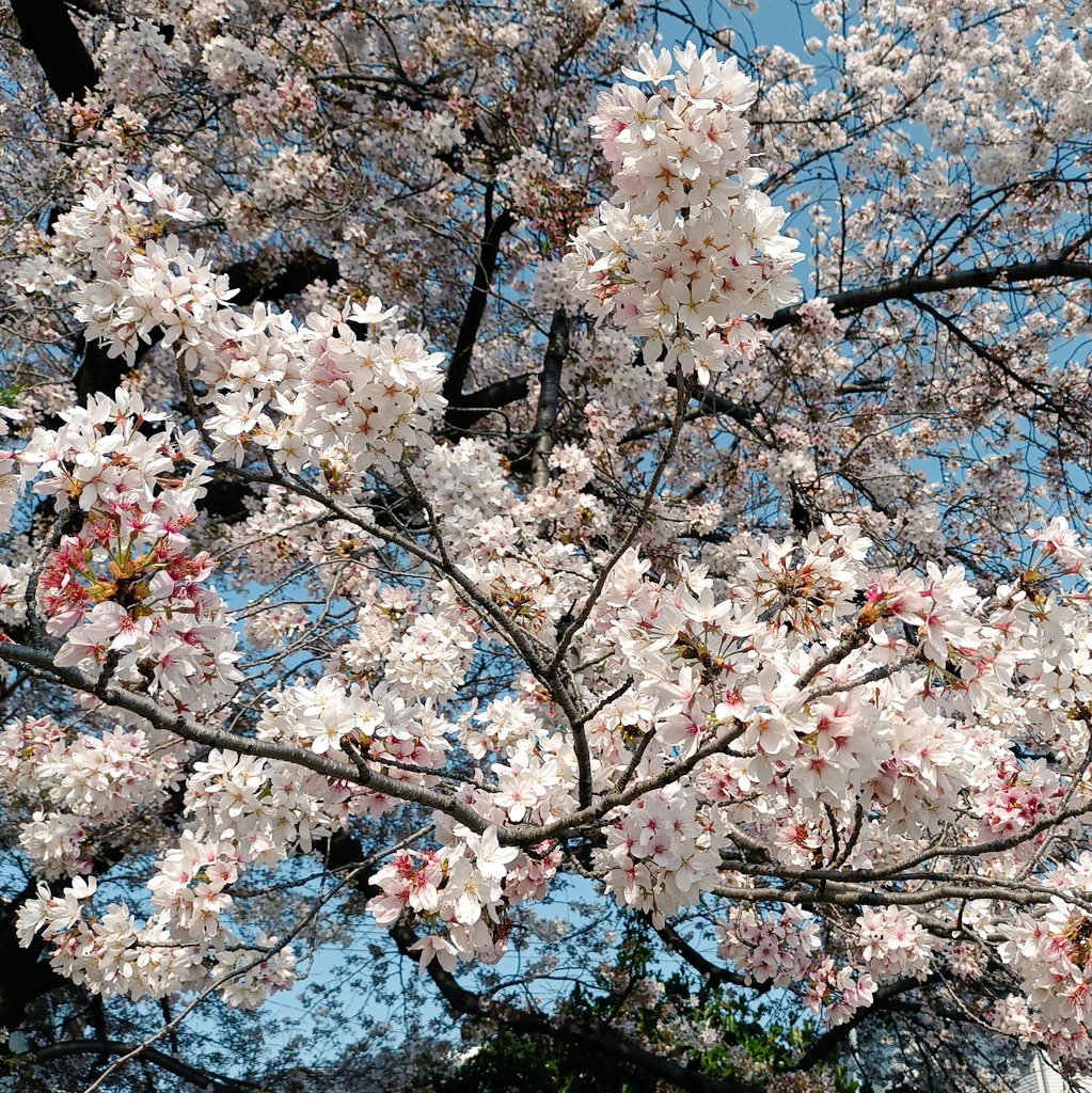 「桜見に行ったらセミの抜け殻落ちてた 」|霜月しむのイラスト