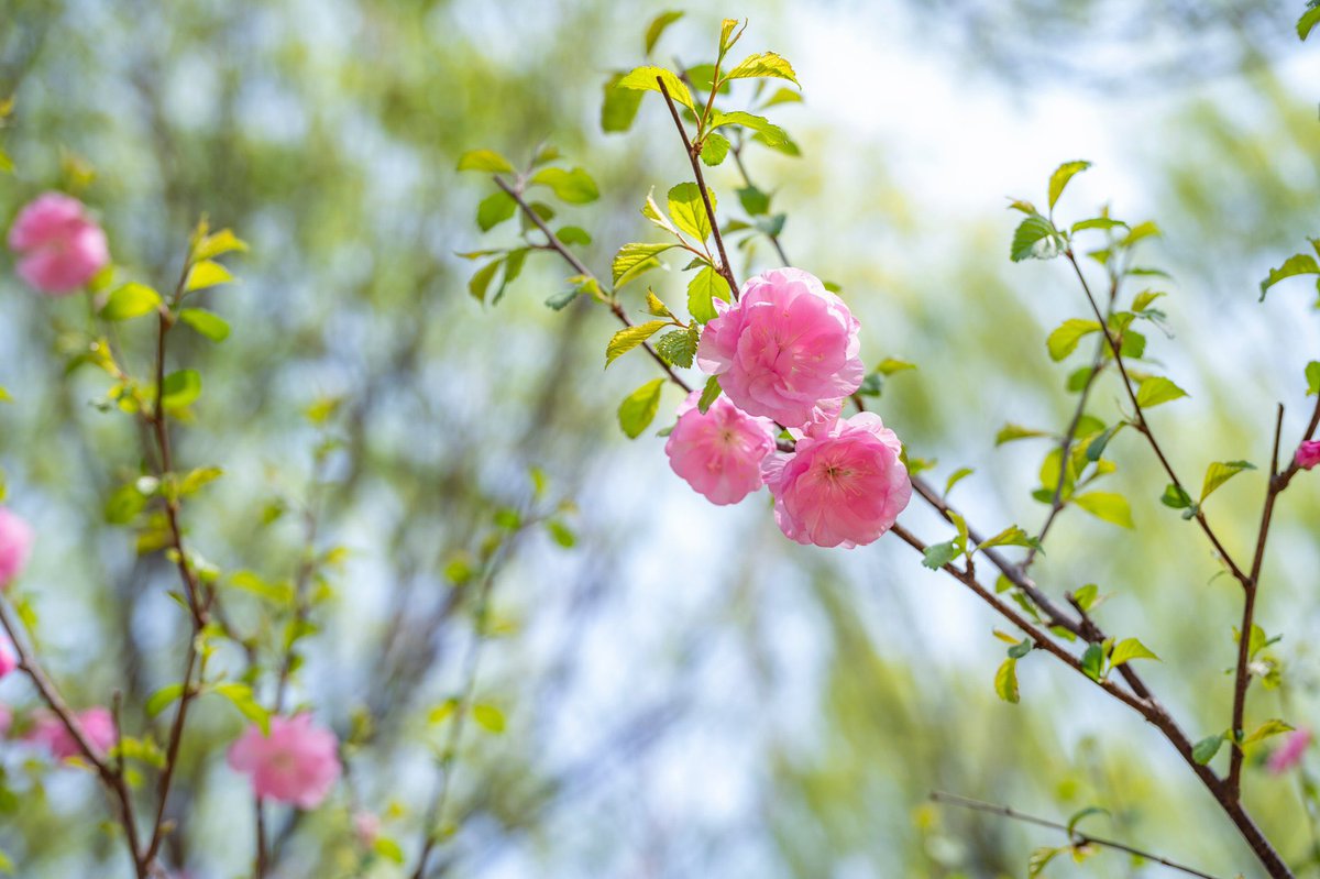 bfsu_official's tweet photo. 𝑯𝒆𝒍𝒍𝒐 𝑨𝒑𝒓𝒊𝒍
Give yourself permission to bloom like the flowers in April.🌸
#bfsu #bfsucampus https://t.co/QrDDYleldS