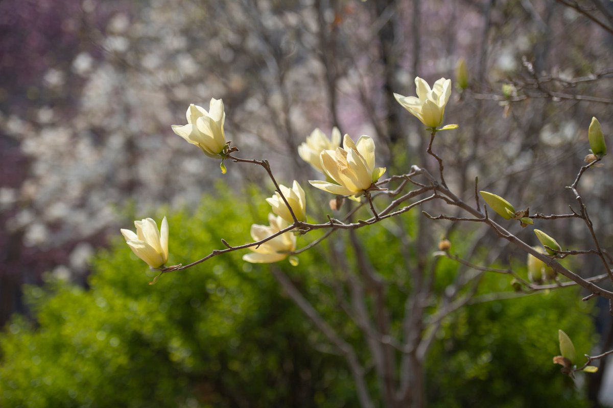 bfsu_official's tweet photo. 𝑯𝒆𝒍𝒍𝒐 𝑨𝒑𝒓𝒊𝒍
Give yourself permission to bloom like the flowers in April.🌸
#bfsu #bfsucampus https://t.co/QrDDYleldS