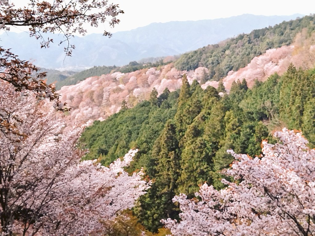 ブルーシンフォニーに乗って、奈良の桜見に行きたいなぁ😭 