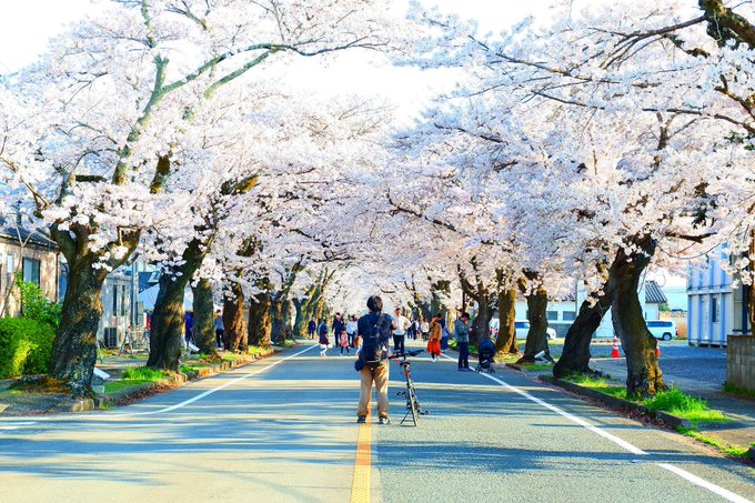 (通りすがりの)お兄さんのおかげで秒速5センチメートルみたいな写真が撮れた🌸 