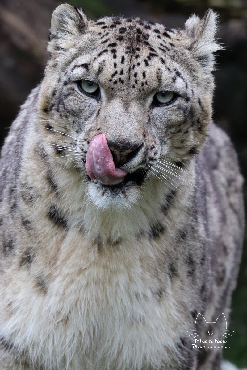MurielFPhotos's tweet photo. Jeti #pairadaiza https://t.co/fE4Mi7jK1K