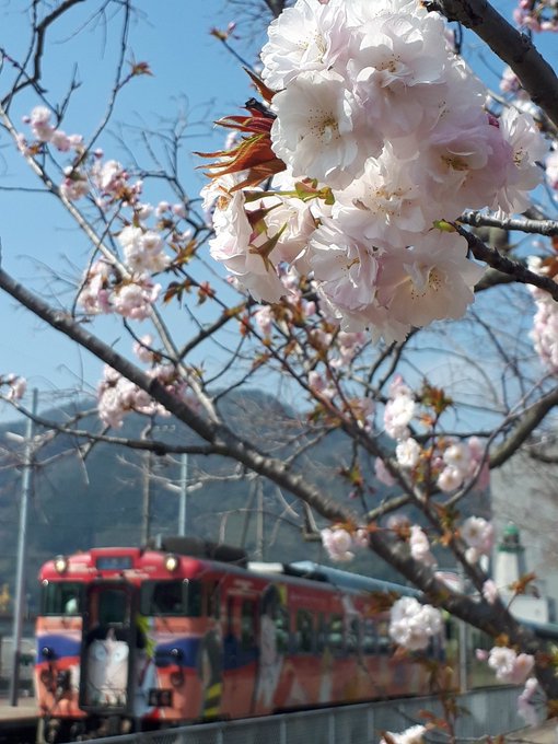 今日４月１日、境港駅前「世界妖怪会議」の桜🌸こちらも八重桜が咲いてきました✌️入線する鬼太郎列車や、道に象られた一反木綿