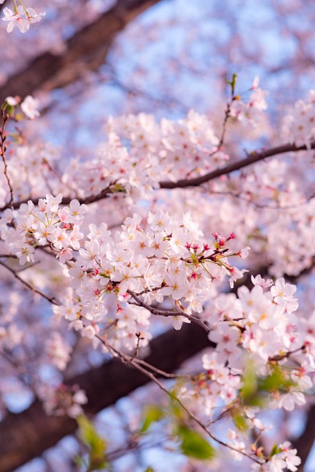 桜の花アップ、良い感じの絵になったけど、一部散ってるのがおしい 