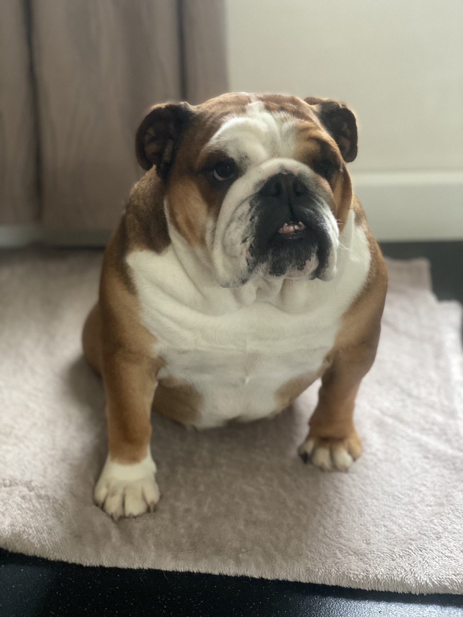 BigBenBulldog's tweet photo. 𝑶𝒖𝒓 𝑫𝒊𝒐𝒓 ❤️ https://t.co/oy1uAeKX8l