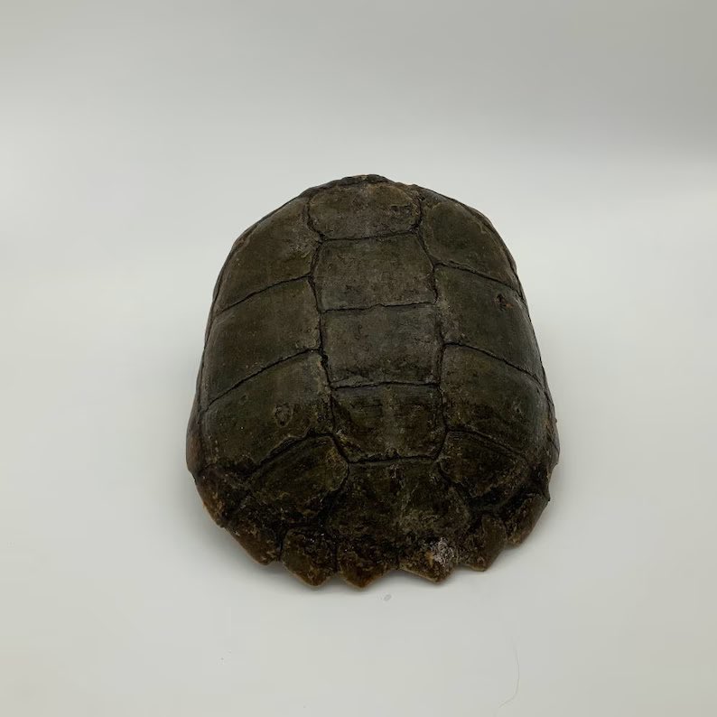 David Elms tweet media