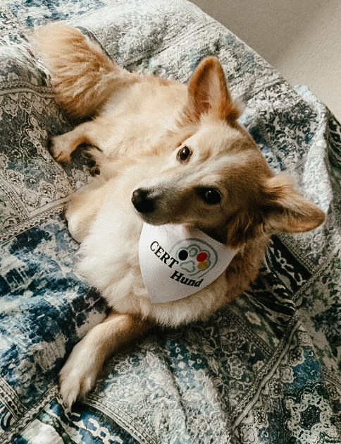 certbund's tweet photo. Um uns zukünftig noch besser vor 'tierischen' Cyberangriffen von Kittens 🐱, Bears 🐻 &amp; Co zu schützen, haben wir heute eine neue Cybereinheit ins Leben gerufen. Begrüßt unsere neue Kollegin! 🐕 #CERTHund #DeutschlandDigitalSicherBSI https://t.co/NNNjYTxrpL