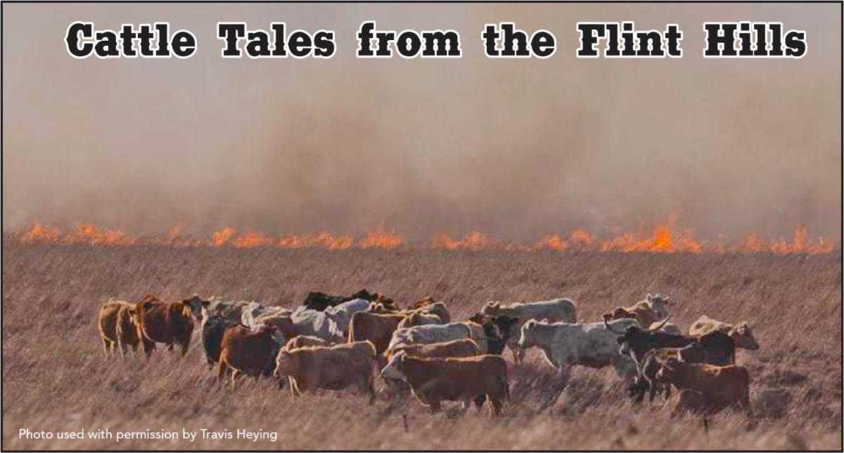 PIoneerBluffs's tweet photo. It's prairie fire season in the Flint Hills
https://t.co/px10VZamkD
https://t.co/VFHnRuLs53 https://t.co/Yf8mV0gwax