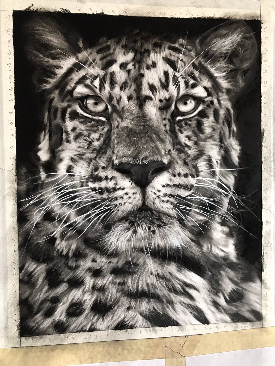 “Spotted Elegance”
11x14
Charcoal #charcoalart #leopard #artist #ArtistOnTwitter #animalart