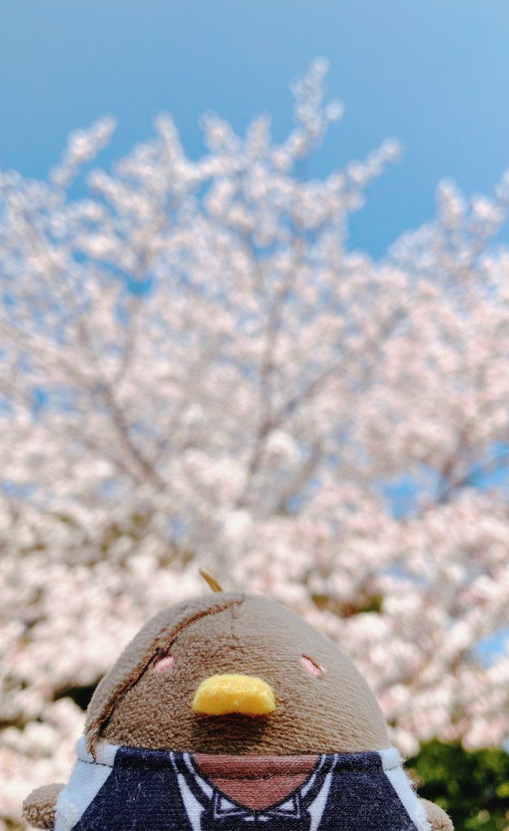 「桜と青空とかみやちゅん 」|ふみこのイラスト