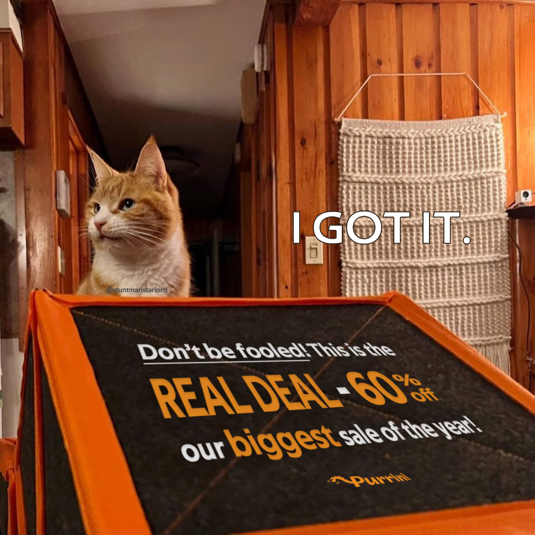PurriniPlaymate's tweet photo. No tricks, just treats - shop our 60% off Flash-deal now! >>>>https://t.co/1GN7CLUu9C

📸Credit to furbulous Starlord @stuntmanstarlo1 . You can't believe he is rescued from a porcupine attack🙀

--------
#purrini #purriniplaymate #catlovers #FoolsDay https://t.co/c8SpVQ8lK0
