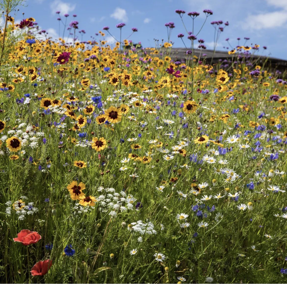 Happy to announce <a href="/lukejerram/">Luke Jerram</a> has been given go ahead to convert 90% of Bristol Downs into a giant wildflower meadow to massively increase wildlife and plant diversity of the parkland &amp; promote conservation.