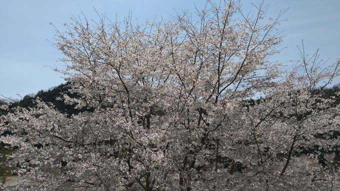 今日はお花見へ！どこも満開で綺麗🌸むさしのお花見弁当美味しかったー😋 