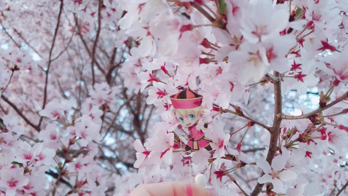お花見 