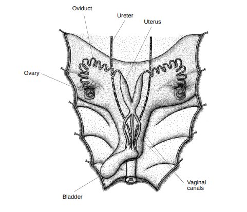 Vagina Museum On Twitter Here Is A Simplified Diagram Of A Drop Bear