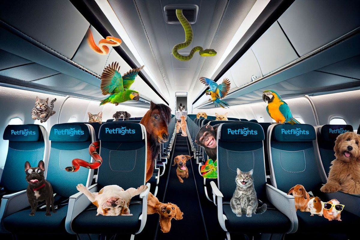 We've been working on this one for a while...

Let us introduce you to Petflights! The world's first-ever pet-only airline. Gone are the days of budgie smuggling, you can now book a seat dedicated to your bird. Snakes on a plane? 📷 When pigs fly?