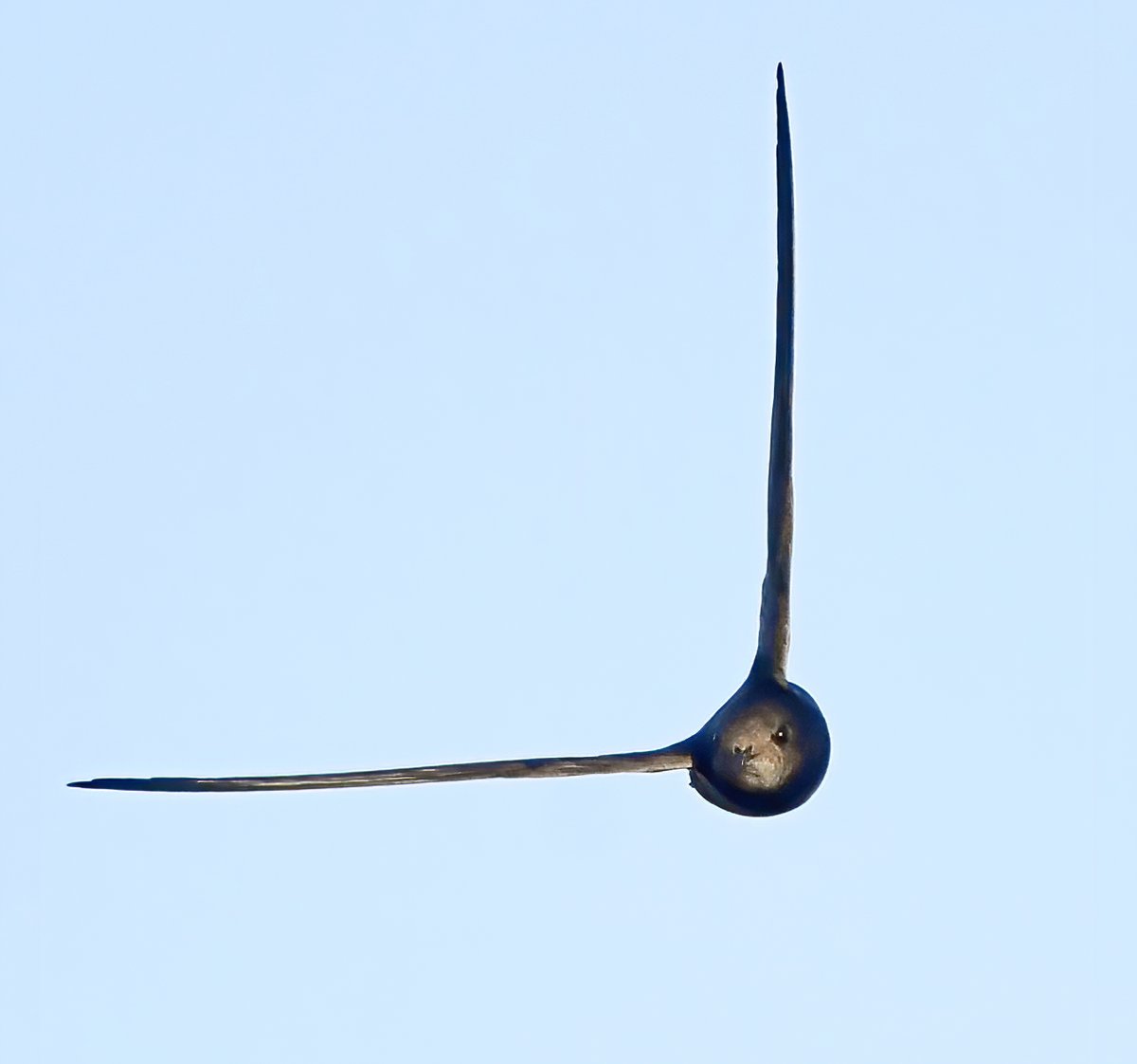 swifts are the fastest birds in level flight, with a top speed of 69mph... and they need your swift help to stop them from becoming nationally extinct. This is not an #AprilFools though I wish it were. Sign #TheFeatherSpeech petition ⬇️🪶petition.parliament.uk/petitions/6267… 📷@CarlBovisNature