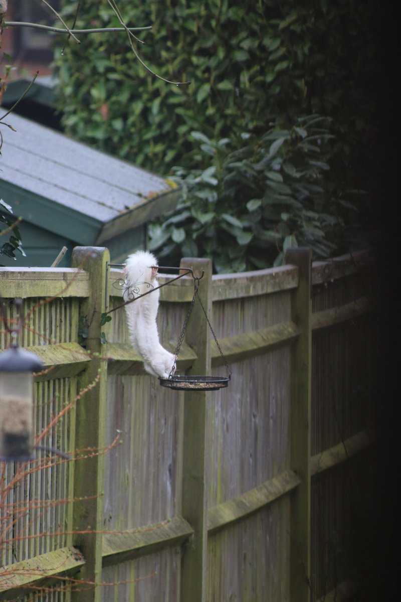 March was a busy month for white squirrel sightings. 
📸 Anon📍 #EastGrinstead. 
Other areas included #EastSussex #Kent #WestSussex #London #Surrey #Hampshire #Cheshire #Bedfordshire #Warwickshire #Gloucestershire #Leicestershire #Northamptonshire #dumfriesandgalloway 
#Edinburgh