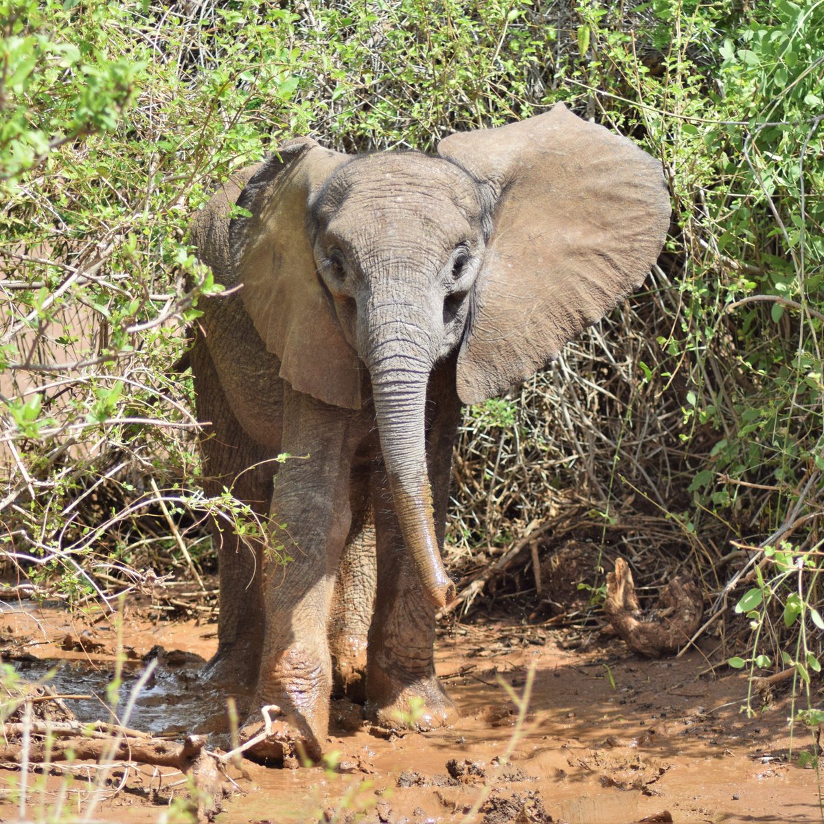 Alice Clark | Zoologist tweet media
