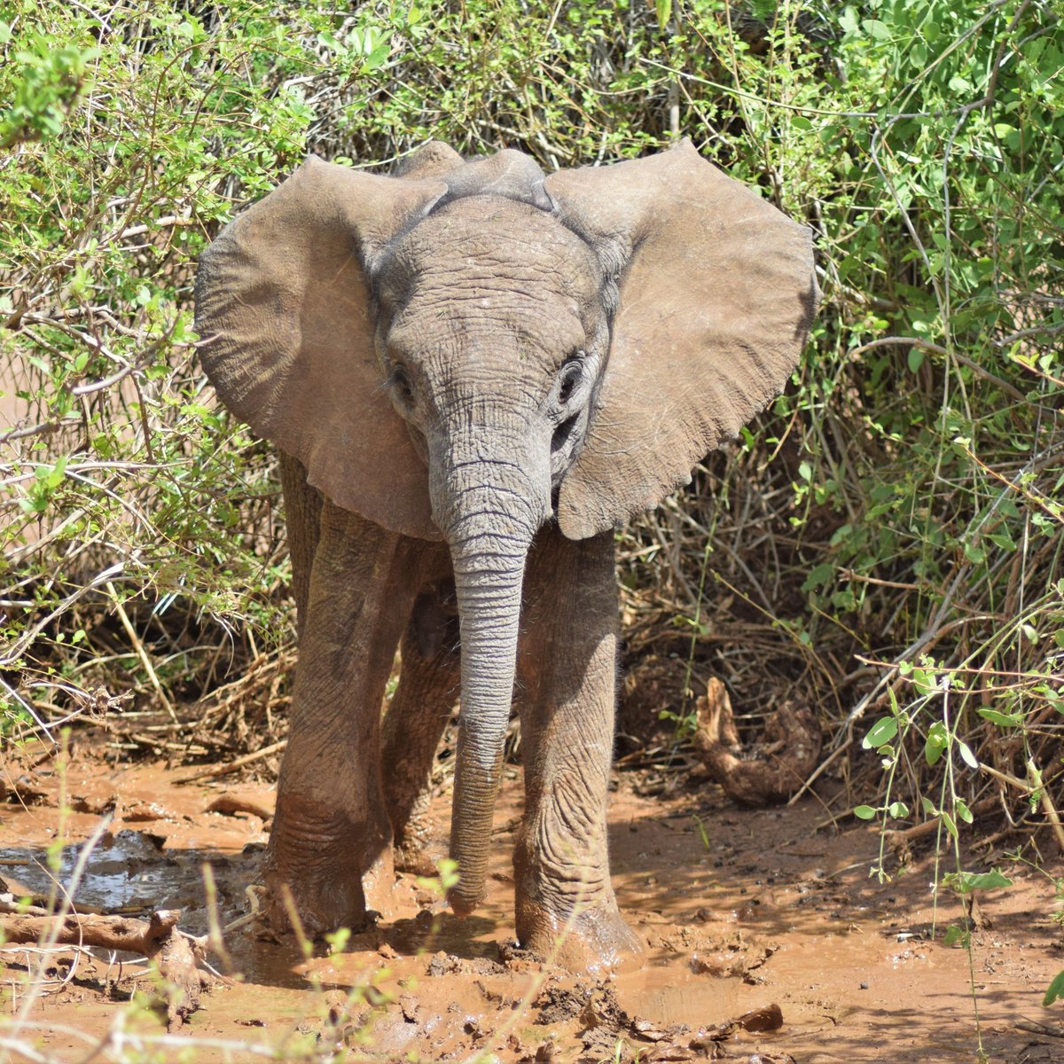 Alice Clark | Zoologist tweet media