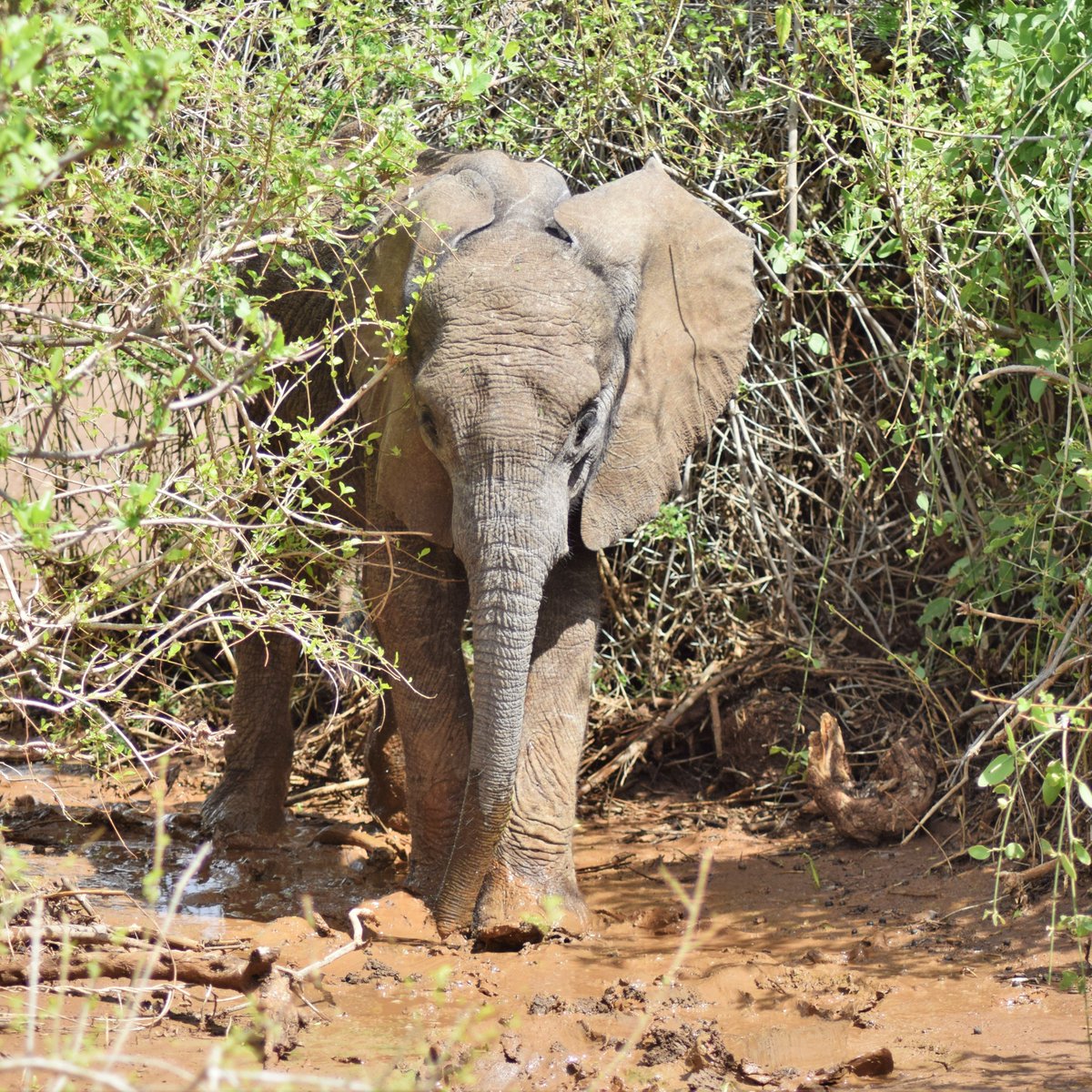 In early March, a female elephant named Malawi sadly passed away, leaving behind her young calf who unfortunately ran away before he was able to be rescued.

Earlier this week we received a call that a young calf was spotted alone by the river.

Miraculously it was Malawi’s calf