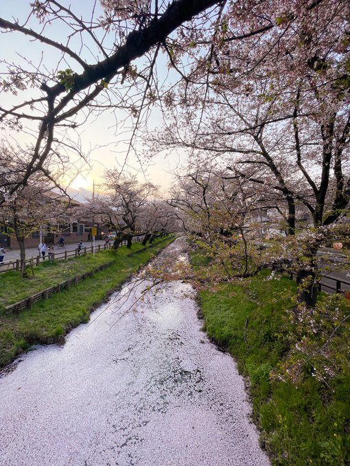 満開のピークは過ぎてしまっていたけど、やっと桜のシーズンに聖地巡礼出来た！#月がきれい 