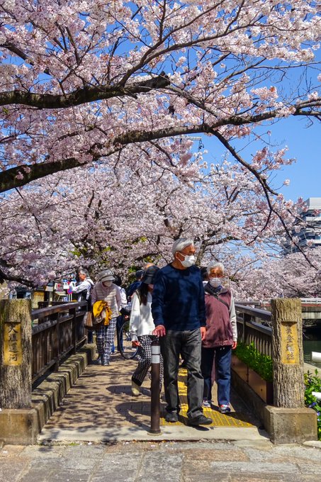 実は今年、大垣桜撮影初の美登鯉橋・無人撮影を諦めました。人多杉〜🎉 めでたくもかなしいw#大垣 #聖地巡礼 #聲の形 