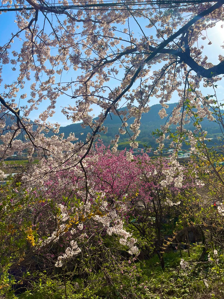 Spring in Korea