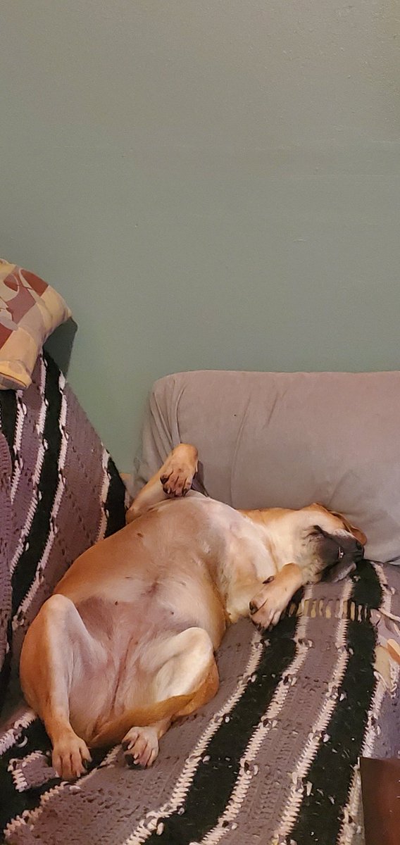ShaneOrNot's tweet photo. I could only aspire to be THIS cozy, my goodness https://t.co/U4XBr3L8cV