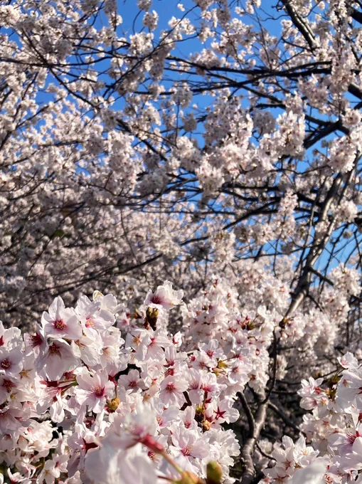 桜を見ました 
