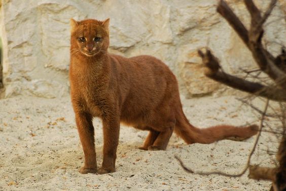 LovelyCats_14's tweet image. 🔥 Jaguarundi - a minicat that looks more like a weasel 🔥 #cat #jaguarundi #minicat #weasel #wildcat #viral