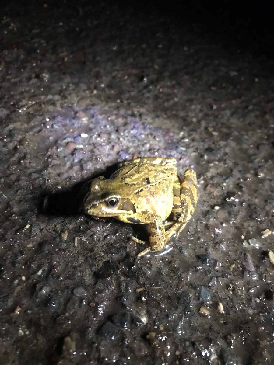 Brilliant to hear @choward and @theAliceRoberts talking about #toadpatrols ahead of tomorrow’s #WildIsles on #BBCSaturdayLive. Our local patrol @ToadRescue has just finished for 2023 with 2,418 amphibians helped across the road. It’s one of 179 patrols across the UK