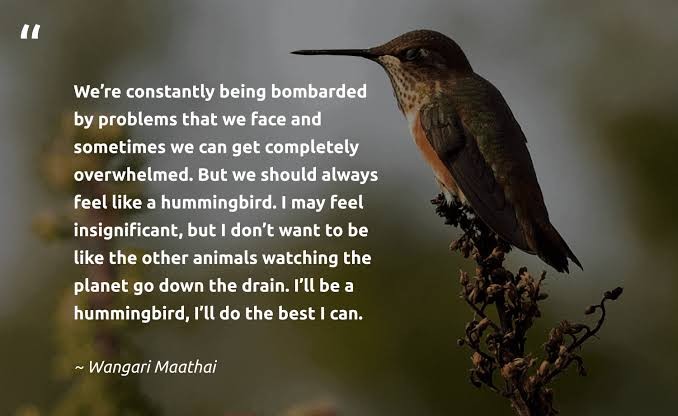 #hummingbird #hummingbird_spot #hummingbirdfeeders