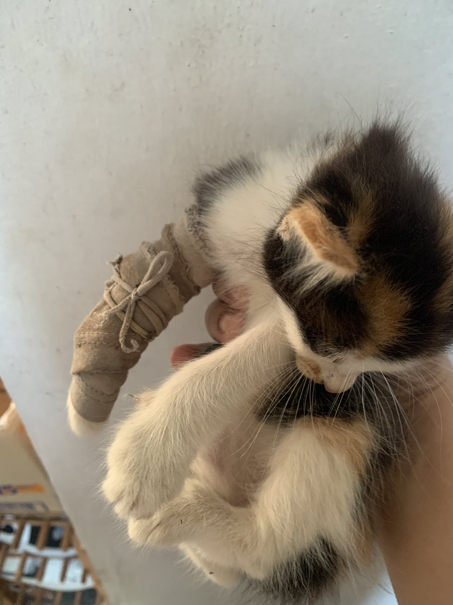solihin_13's tweet photo. Help!!! Terjumpa thiss kitten . Kaki dia macam patah tapi nampak mcm dah tak function but idk. Pls spread this out. Need some donation to bring her pergi clinic . 
#donation #kitten #RESCUE https://t.co/wN0B5TAcCh