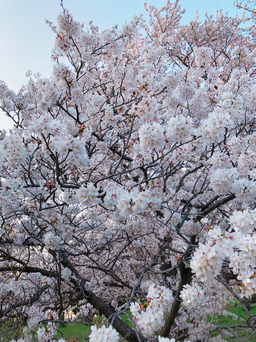 「ここはこんもり桜の森になってるところが好き。今年も見られて良かったな〜 」|ゆう🌸のイラスト