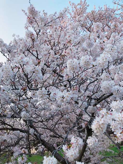 ここはこんもり桜の森になってるところが好き。今年も見られて良かったな〜 
