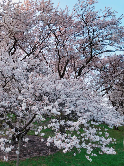 ここはこんもり桜の森になってるところが好き。今年も見られて良かったな〜 