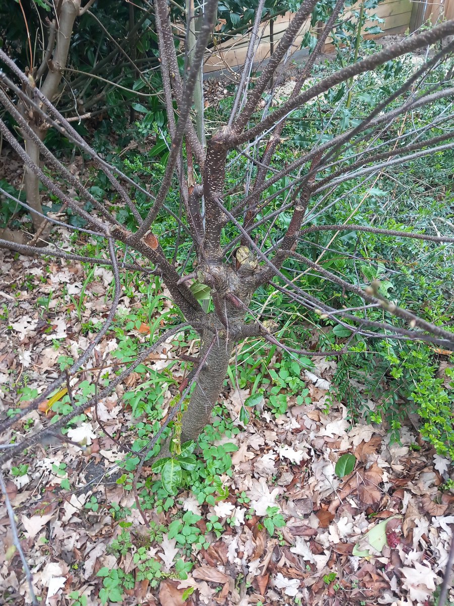 lousyaelenthyrz's tweet photo. Wie weet wat voor #boompje dit is? https://t.co/9EgkT5I7dv