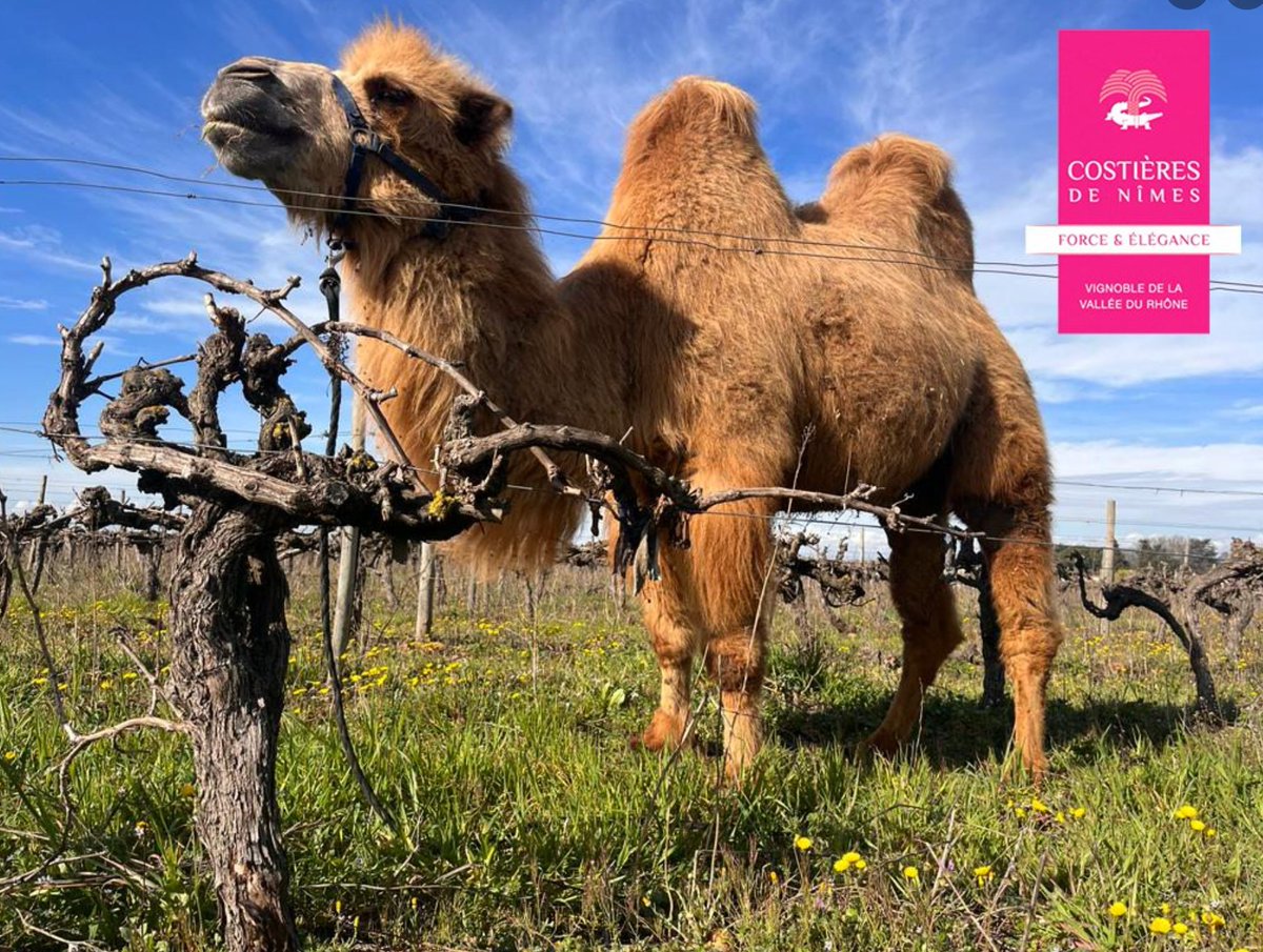 📷 Réchauffement climatique : des chameaux aperçus dans les vignes des Costières de Nîmes !
Avec cette découverte ce week-end, c’est un véritable cap qui vient d’être franchi ! Et ce n’est pas étonnant que l’AOP la plus au sud de la vallée du Rhône soit la première touchée.