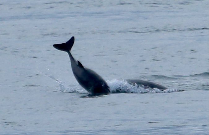 Bottlenose dolphins last night in Strangford Lough chasing and most likely killing a porpoise. This went on for at least 3 hours.<a href="/UlsterWildlife/">Ulster Wildlife</a> <a href="/RonaldSurgenor/">Ronald Surgenor</a> <a href="/AntrimLens/">WeeMan</a> <a href="/BBCSpringwatch/">BBC Springwatch</a> <a href="/Irishwildlife/">Irish Wildlife Trust</a>