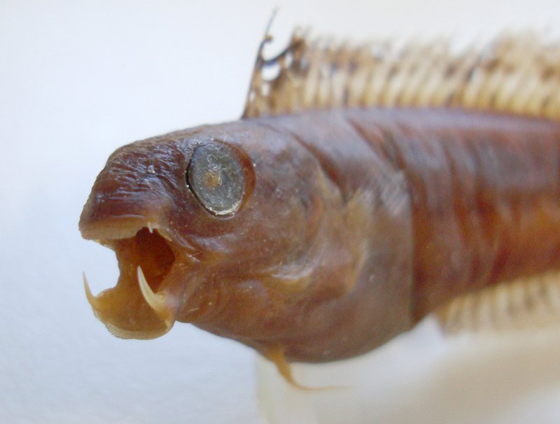 Marine Life Project tweet media