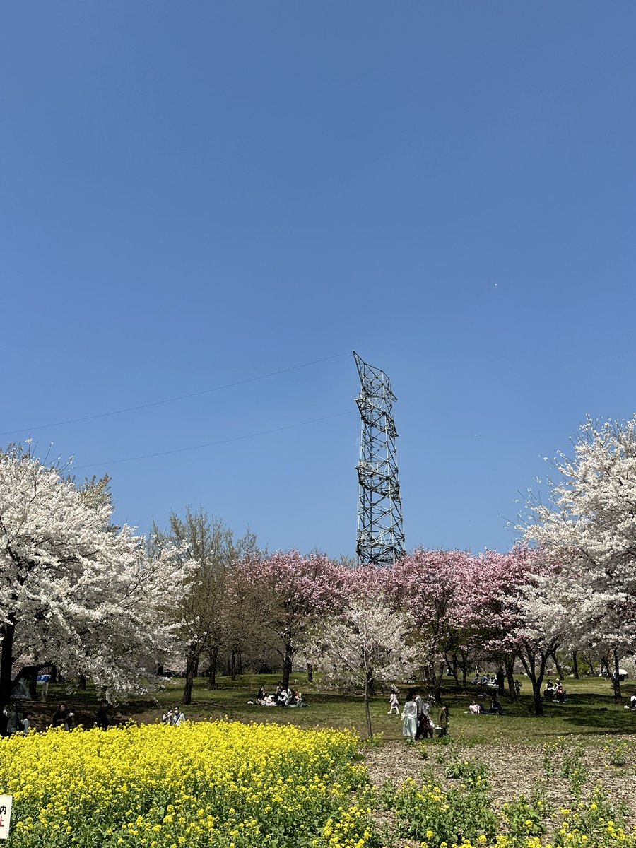 vovonap's tweet photo. 花より送電線🌸しかもまだ架空地線だけ https://t.co/GmR6ZxjN94