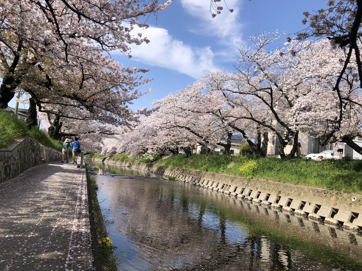 YanYan761211's tweet photo. 五十川の桜🌸は満開から葉桜へ向かう！ https://t.co/hd13PtTFMI