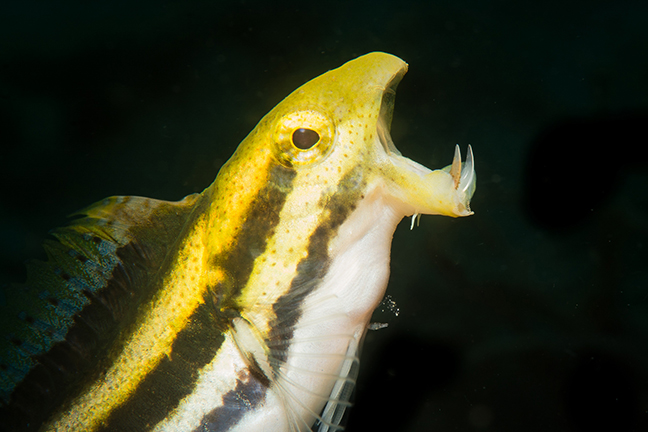 Marine Life Project tweet media