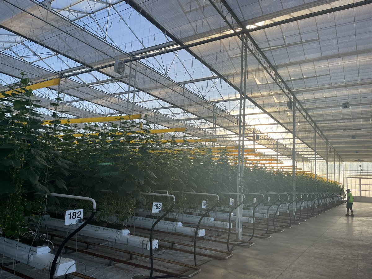 hortinix's tweet photo. It’s been a while Twitter - this is our gorgeous crop of #Qukes in GH1! Love crop feels! #FamilyFreshFarms #ProtectedCropping #Glasshouse #CEA #Australia https://t.co/NEu0nA6DSC