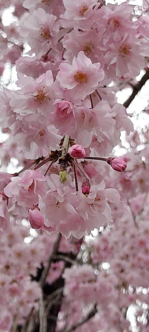 #エイプリルフール2023 #エイプリルフール  お花見盛り上げ隊 ペンギンガヤを引き連れて、出張、承ります オーナー、従業員が犬猫の為、ご用命は動物語でお願いいたします